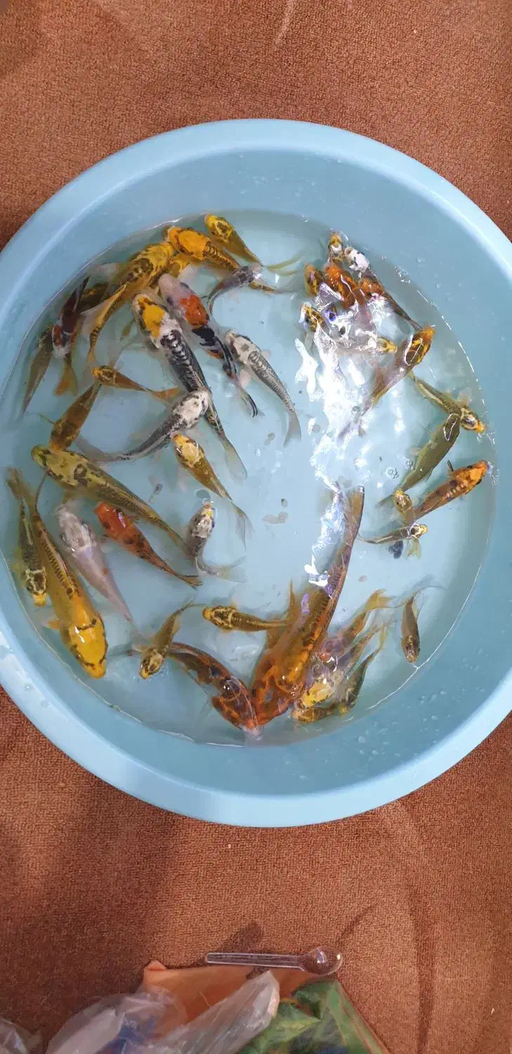 ماهی کوی|ماهی|اهواز, کمپلو شمالی|دیوار