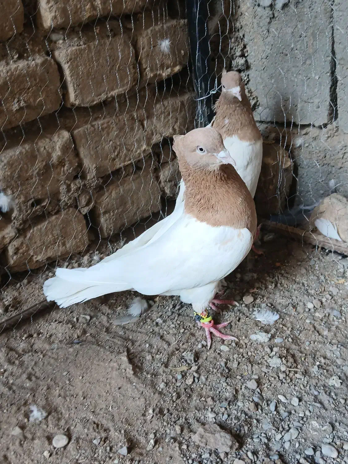 کفتر،نرماده آس|پرنده|تربتحیدریه, بی بی حسنیه|دیوار