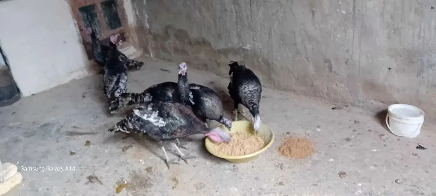 بوغلمون|حیوانات مزرعه|سنقر, |دیوار