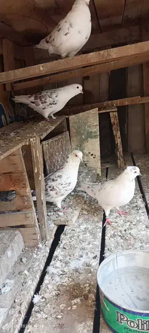 دو جفت کفتر اس پرشی خال قدیم|پرنده|گرگان, |دیوار