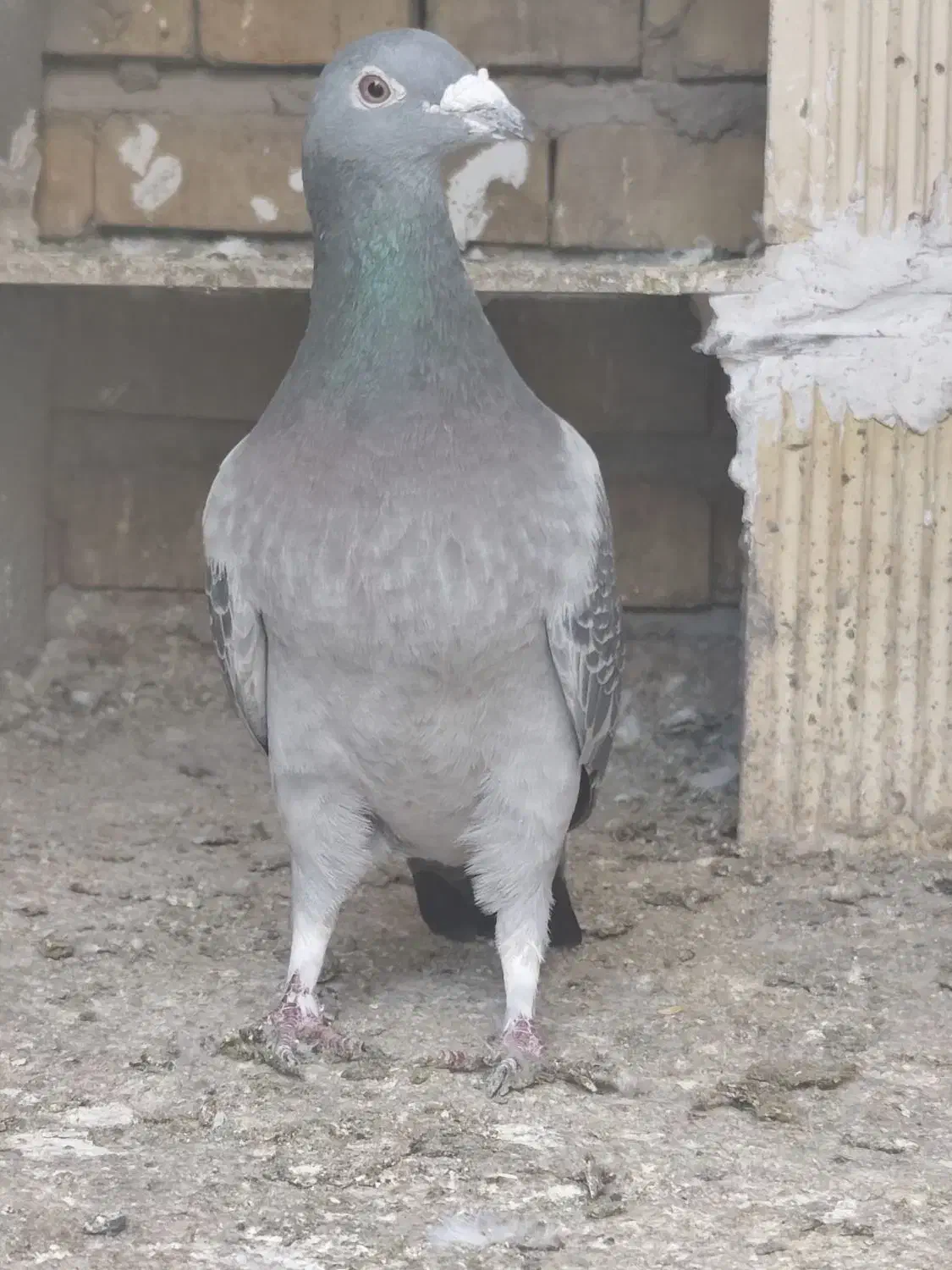 کبوتر|پرنده|لردگان, |دیوار