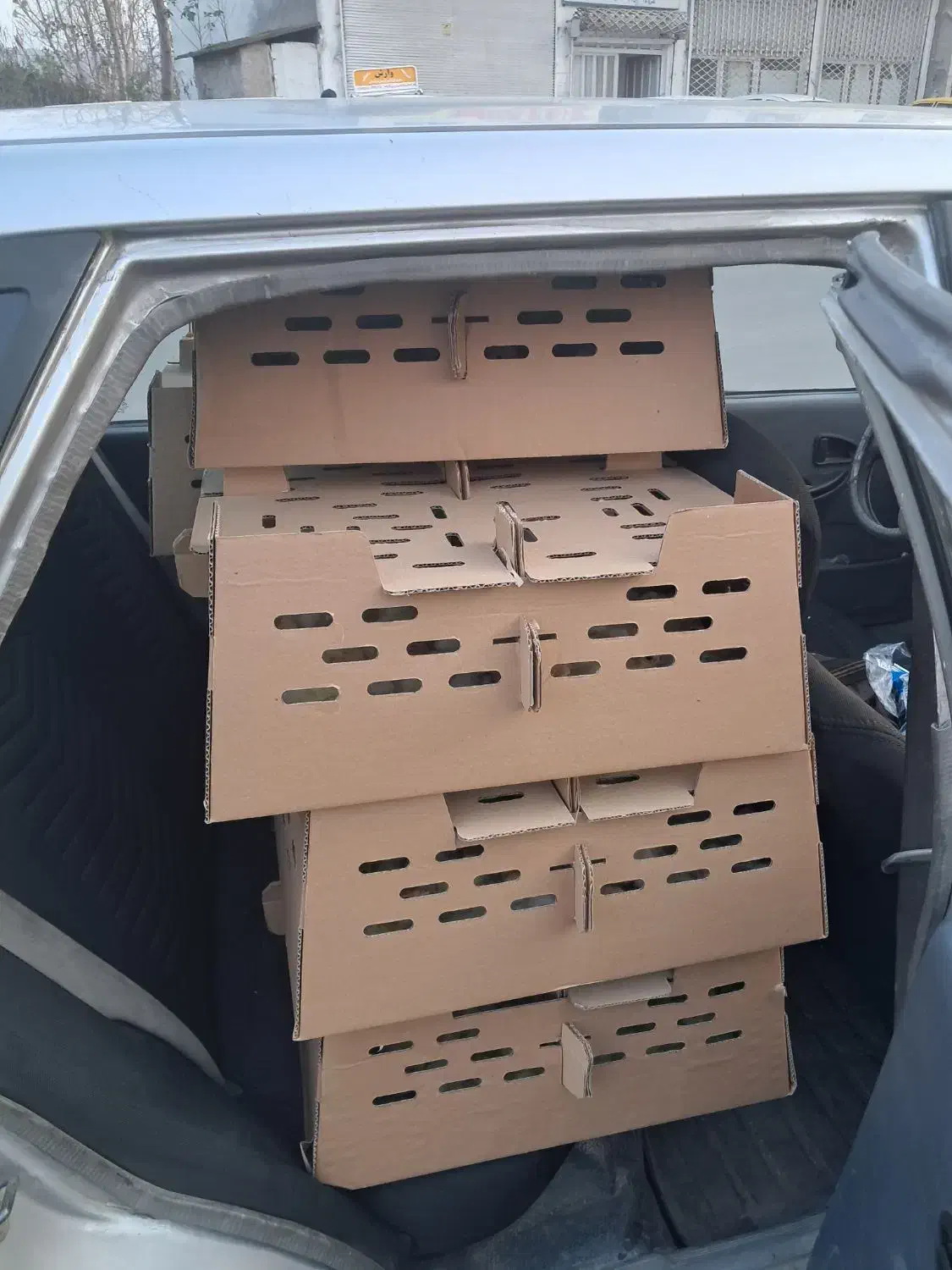 جوجه بوقلمون بیوتی ۶|حیوانات مزرعه|رودبار, |دیوار