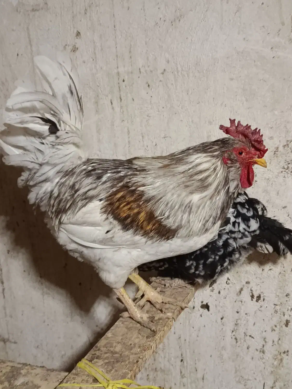 خروس گلین|حیوانات مزرعه|شهریار, کردزار|دیوار