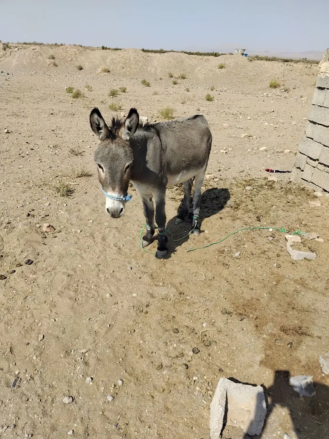 نر خر فروشی|حیوانات مزرعه|سده (خراسان جنوبی), |دیوار