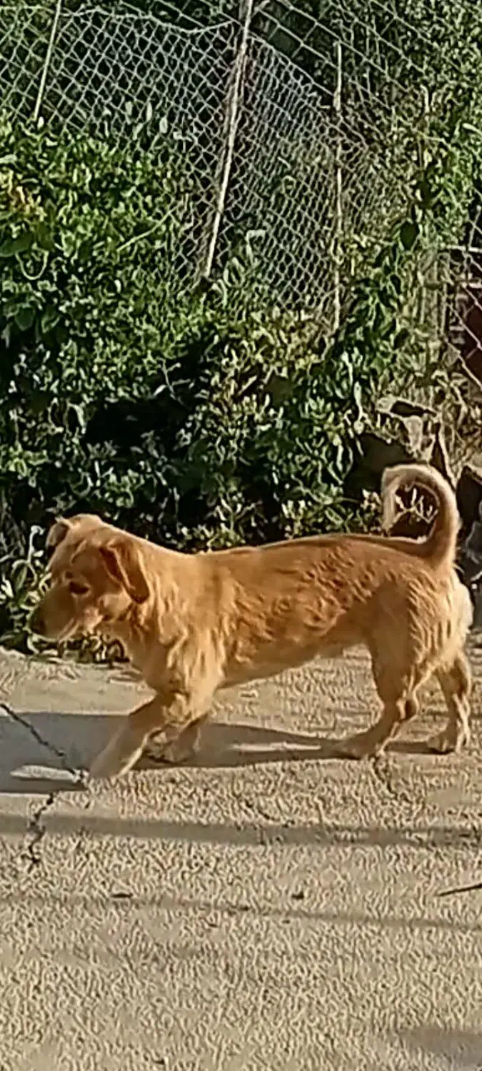 گمشده در شهر بومهن خیابان عسگری|سگ|بومهن, |دیوار