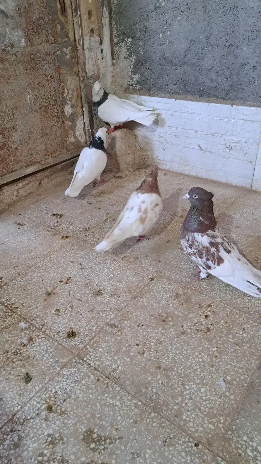 کفتر هفترنگ وکله|پرنده|فردوس (خراسان), |دیوار