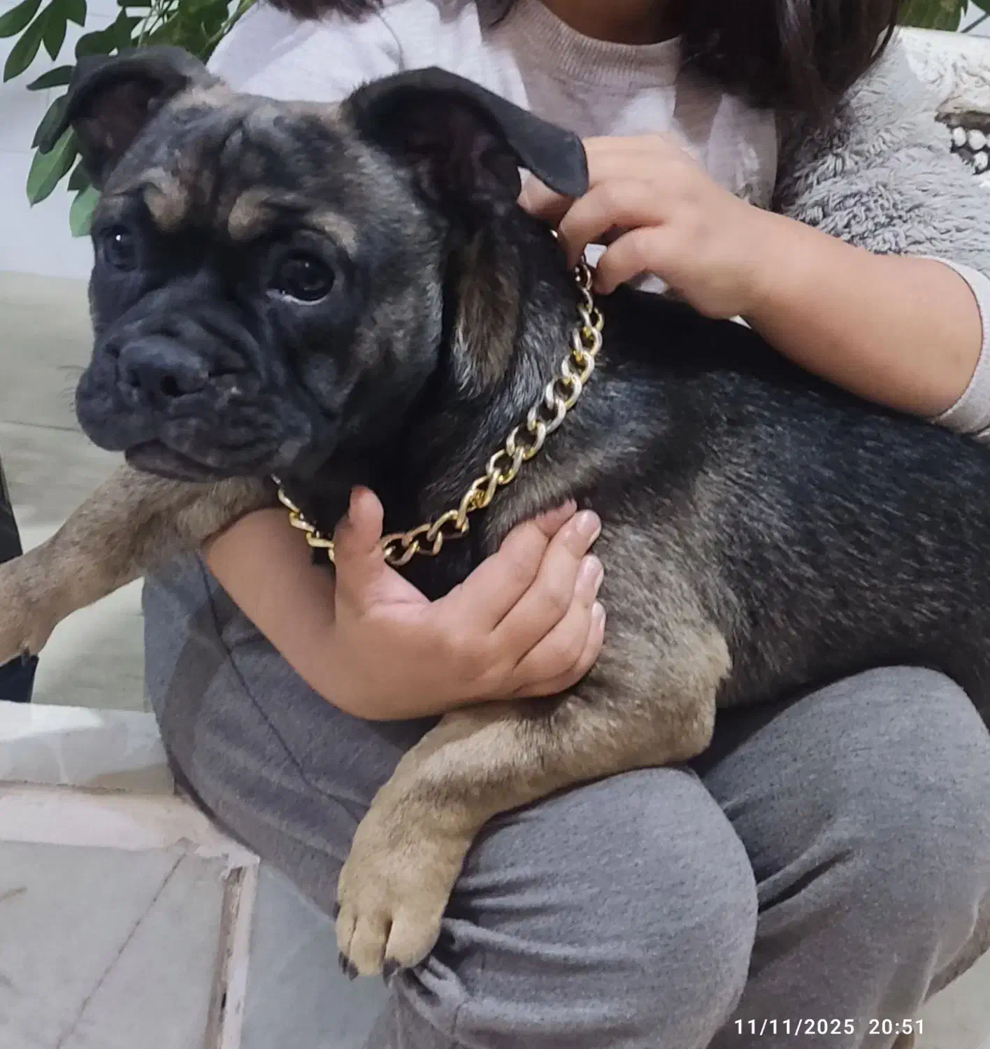 سگ فرنچ بولداگ|سگ|گلپایگان, |دیوار