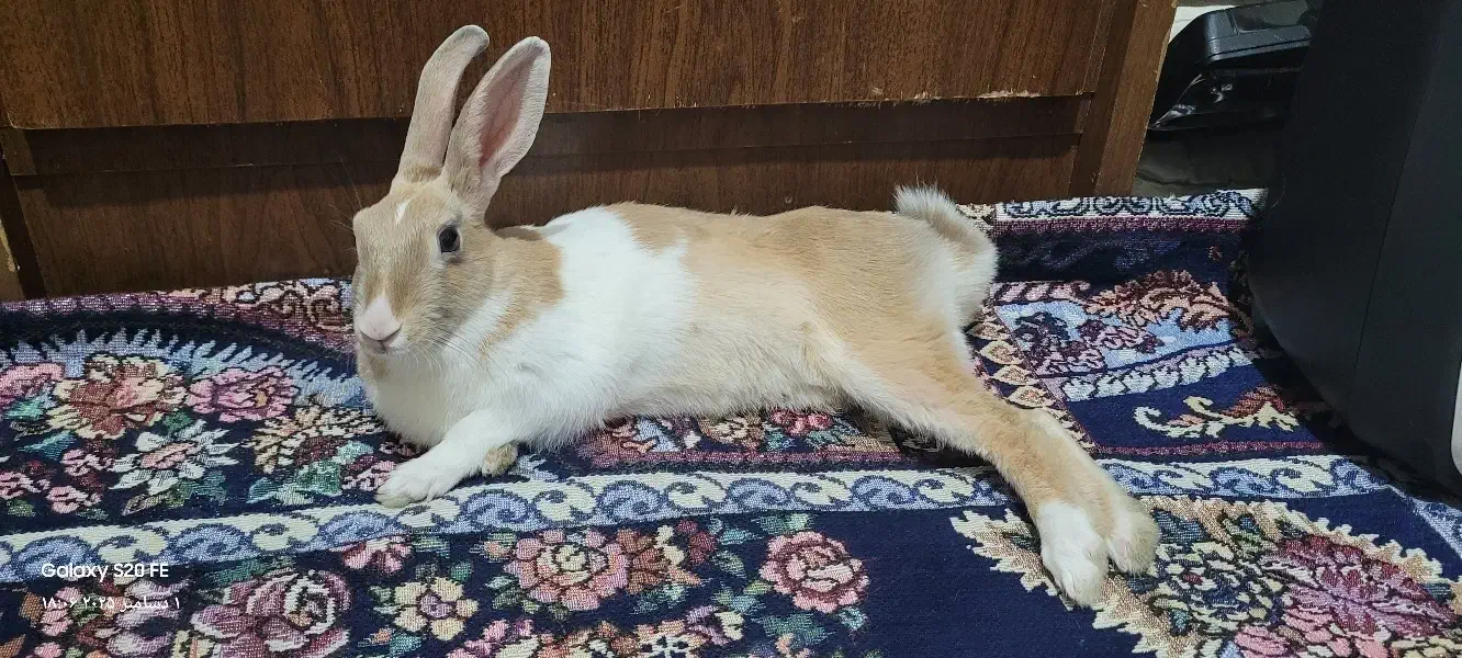 خرگوش نر باهوش و خونگی|موش و خرگوش|ری, دولتآباد|دیوار