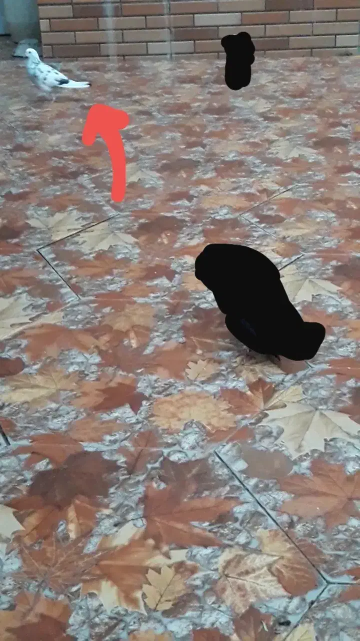 کبوتر سوسکی گمشده|پرنده|چابکسر, |دیوار