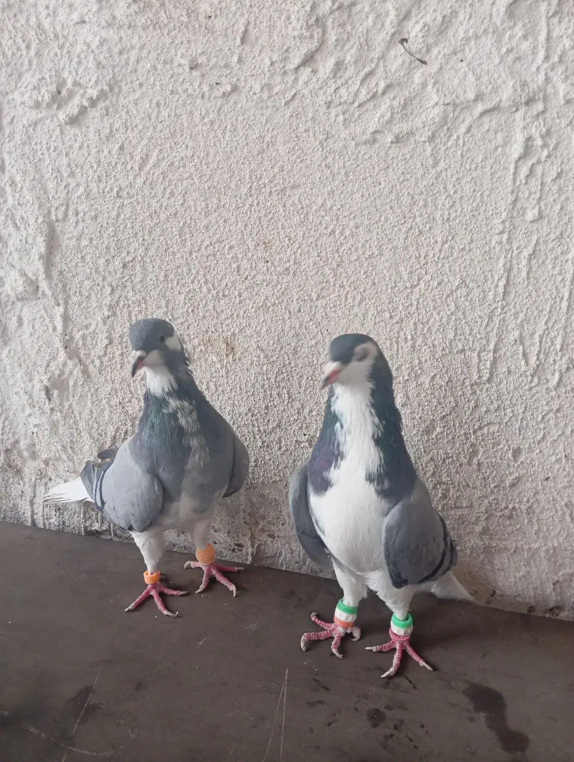 یک جفت ساده شیرازی|پرنده|مشهد, انصار|دیوار