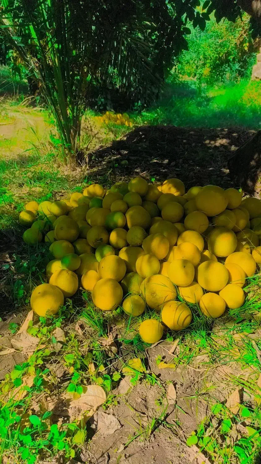 گیریفروت|خوردنی و آشامیدنی|فهرج, |دیوار