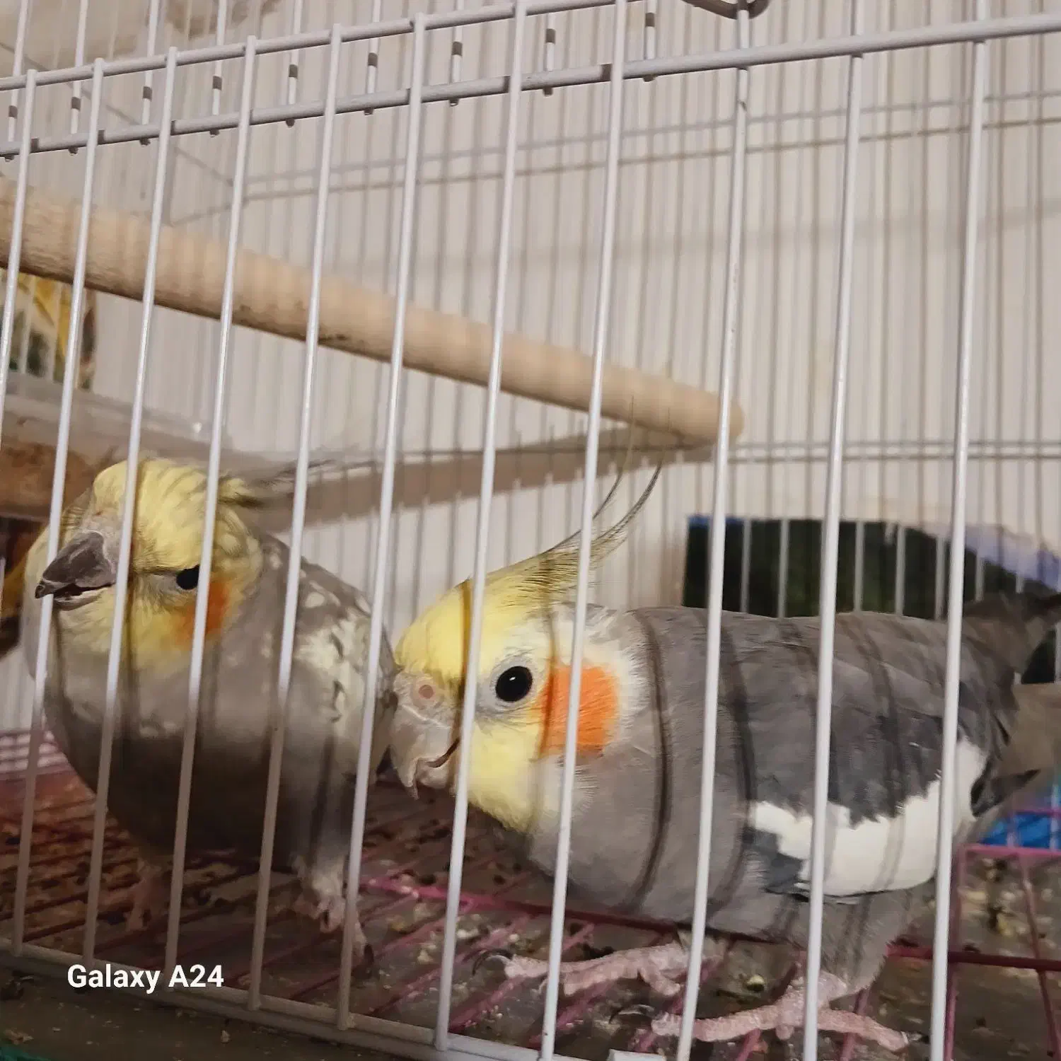 یک جفت عروس هلندی مولد بالغ سخنگو همراه با قفس|پرنده|لنگرود, |دیوار