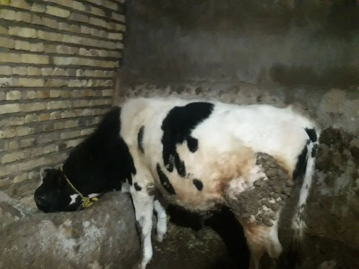 گوساله|حیوانات مزرعه|ایجرود, |دیوار