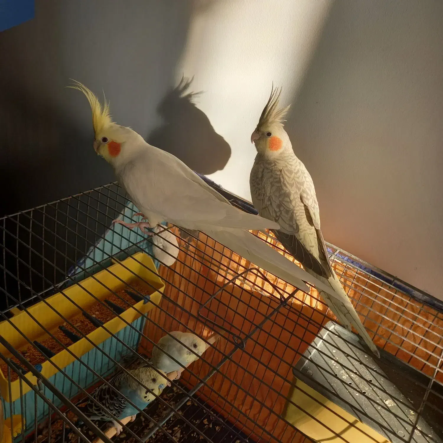 یک جفت طوطی عروس هلندی|پرنده|محمدیه-قزوین, |دیوار