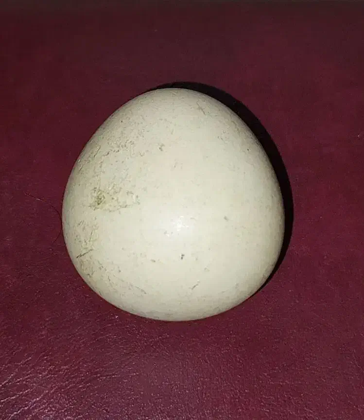 سنگ آسیاب الماس|جواهرات|شیراز, آزادگان|دیوار