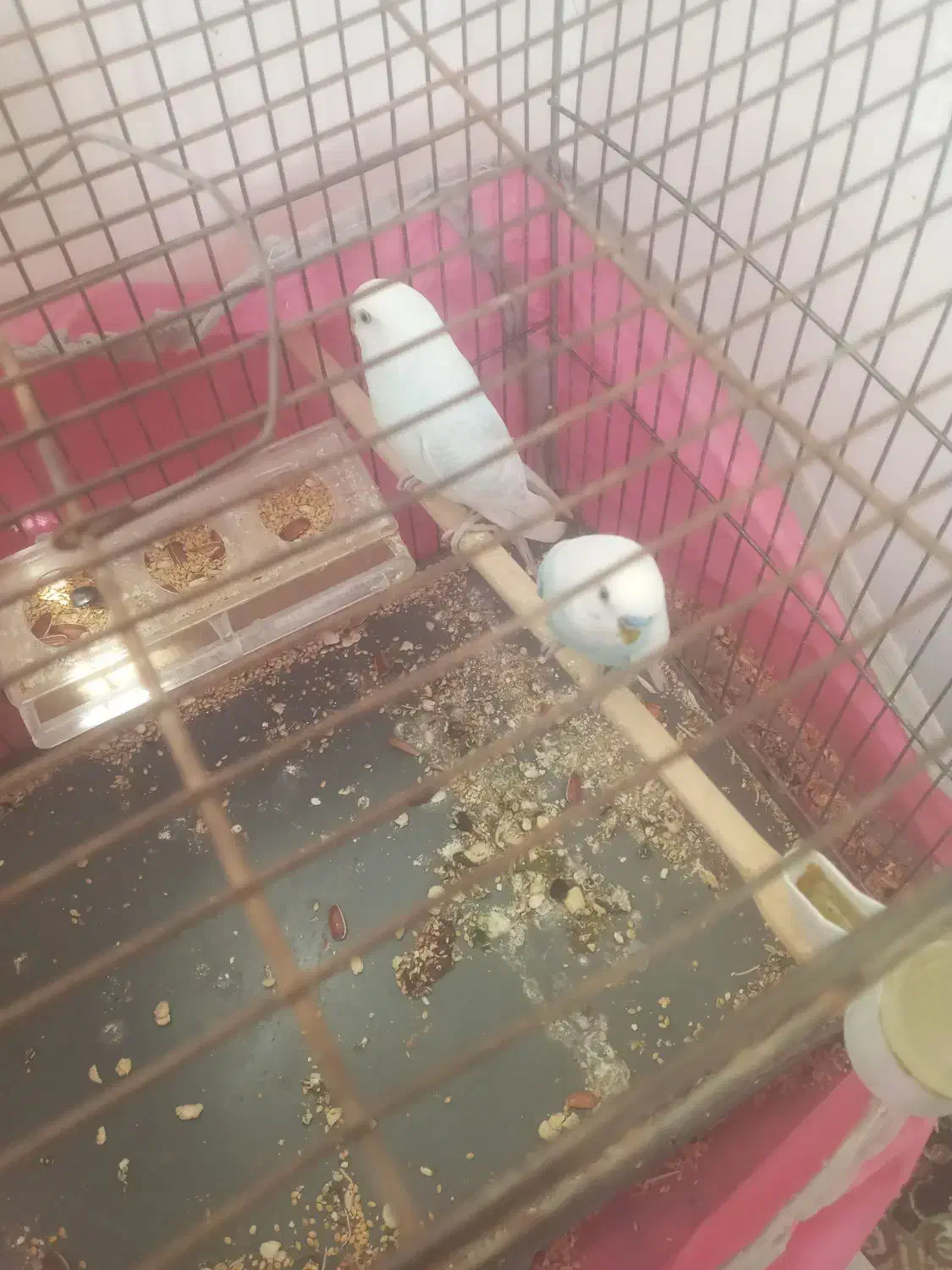 طوطی مرغ عشق باجوجه|پرنده|شریف‌آباد, |دیوار