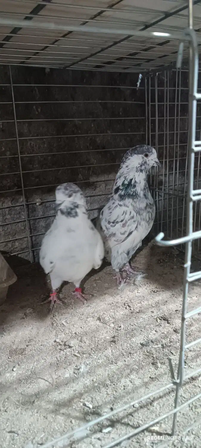 کفتر پرشی کهنه کفتر بشرط|پرنده|فولادشهر, B1|دیوار