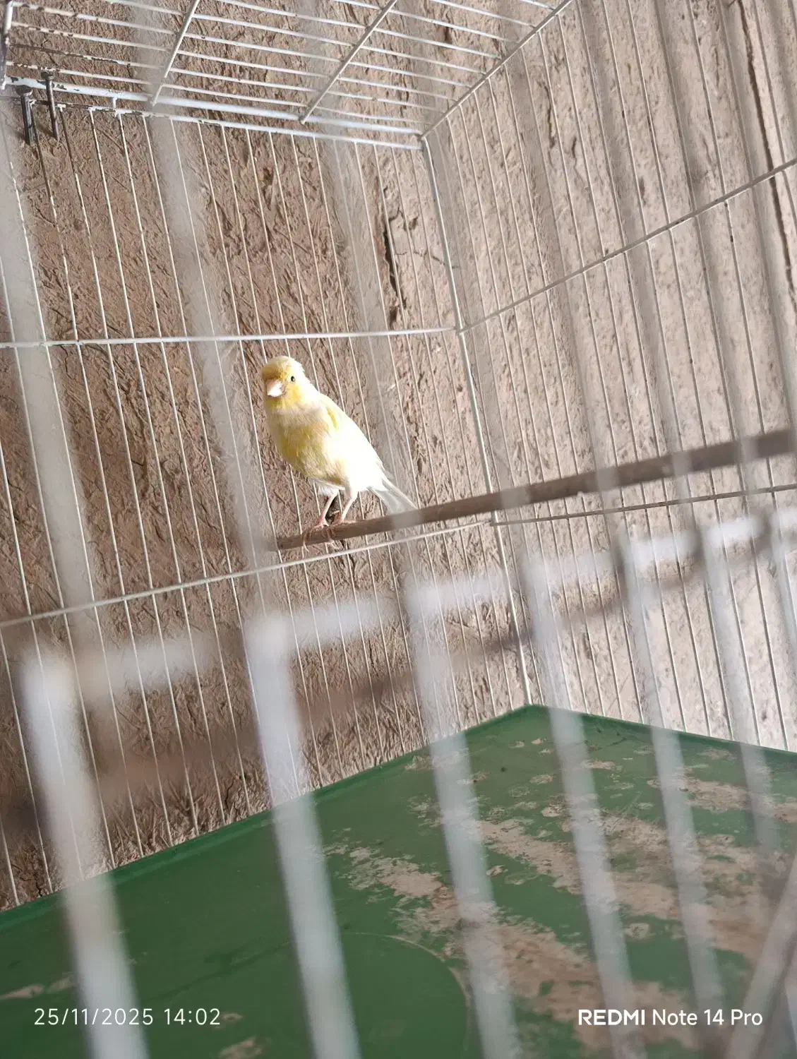 قناری ماده|پرنده|مرودشت, استادیوم|دیوار