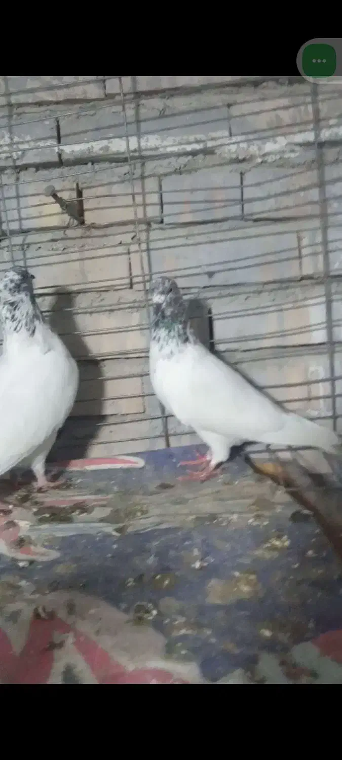 تعدادی کبوتر زیبا|پرنده|دلند, |دیوار