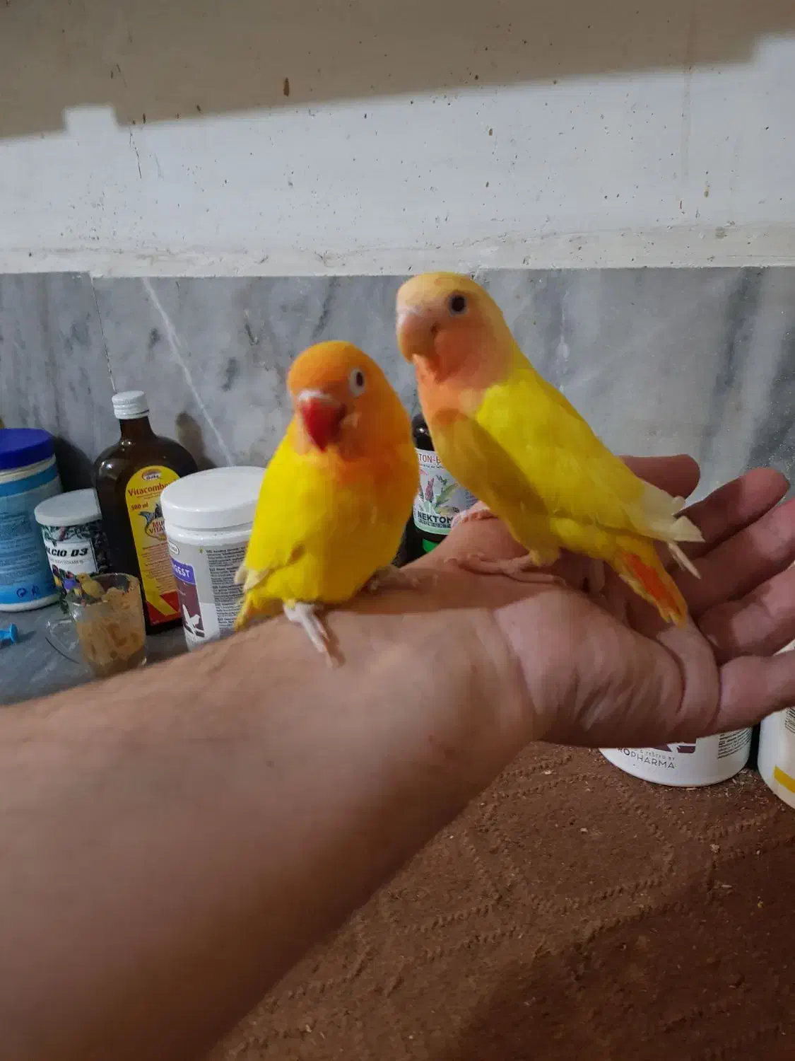 کوتوله سرلاکی تازه دونخور دستی بالغ وحشی|پرنده|قم, چهار امامزاده|دیوار