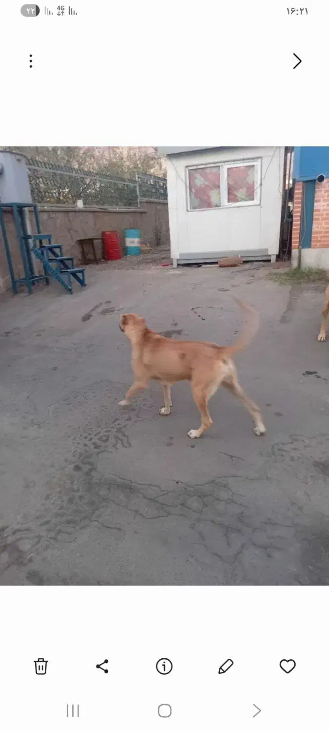 سگ سرابی ماده|سگ|صوفیان, |دیوار