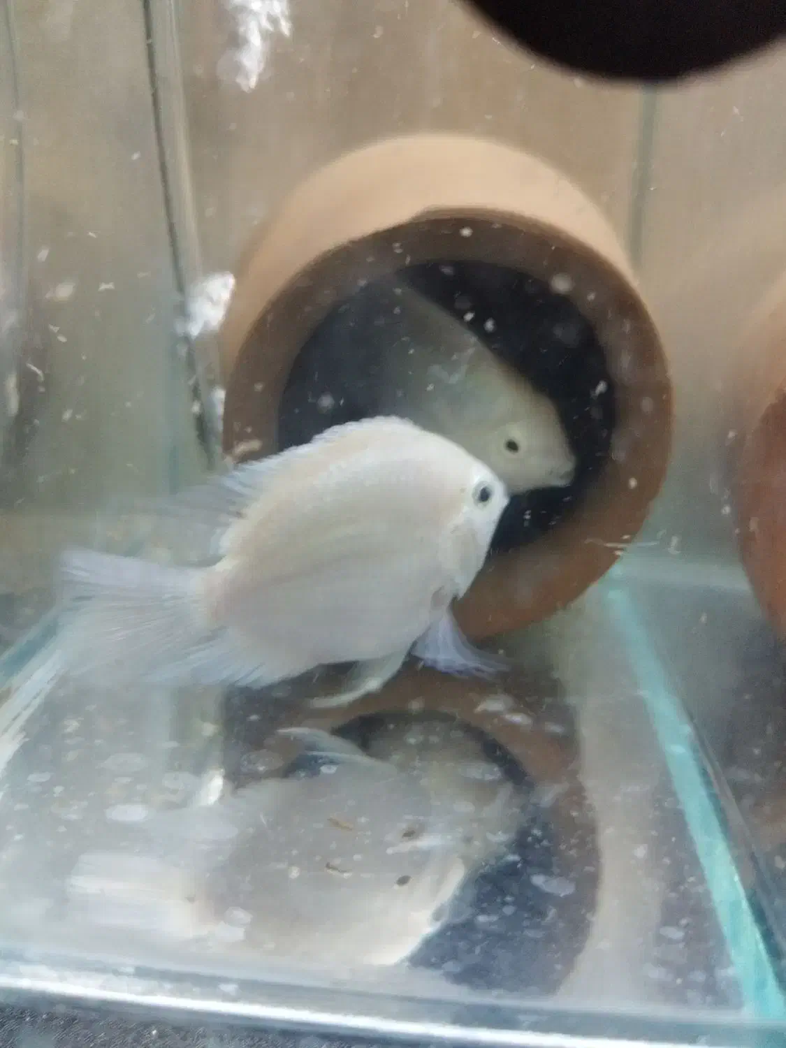 پرت پلار جفت|ماهی|ری, فیروزآبادی|دیوار