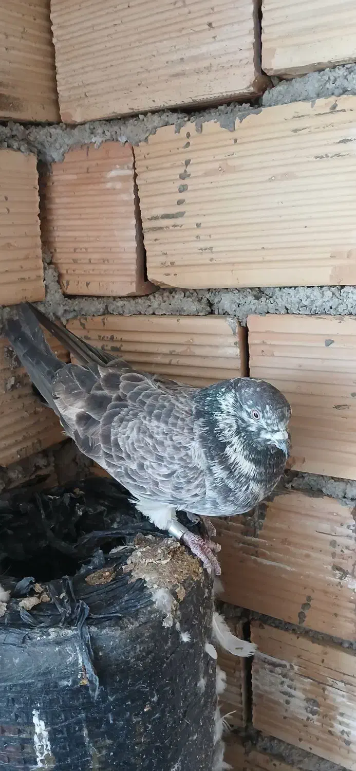 کبوتر پرشی|پرنده|بدره, |دیوار