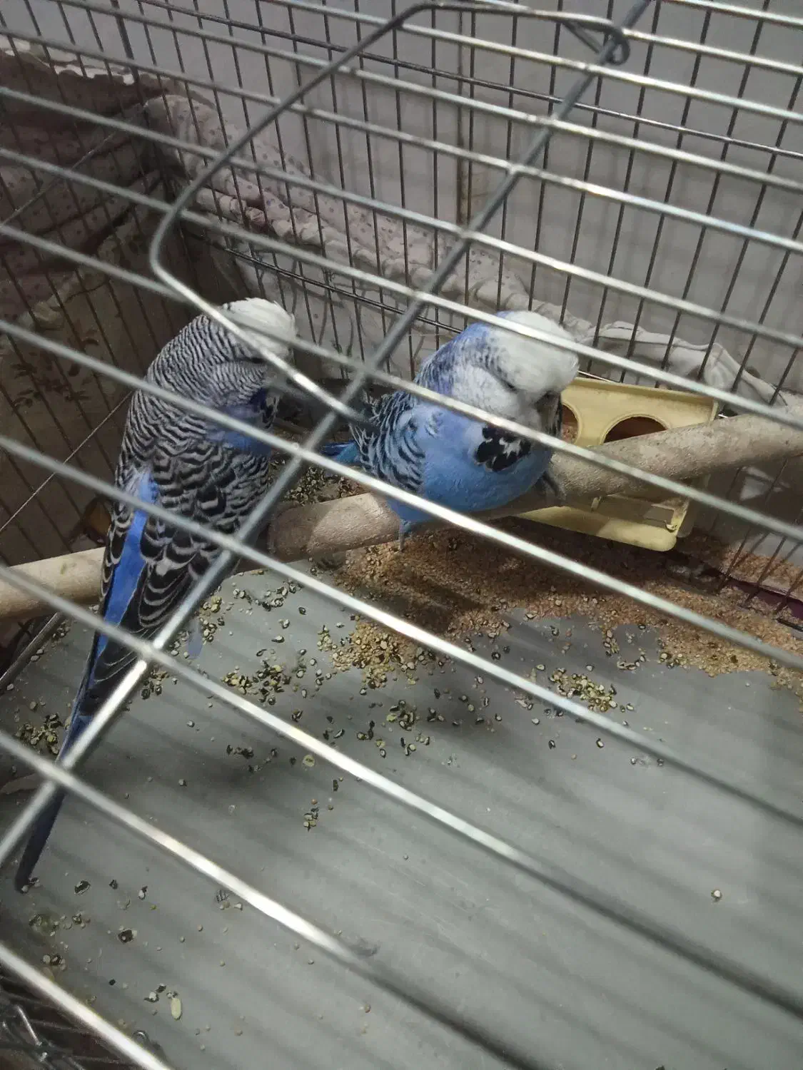 مرغ عشق انگلیسی|پرنده|نجفآباد, امیرآباد|دیوار