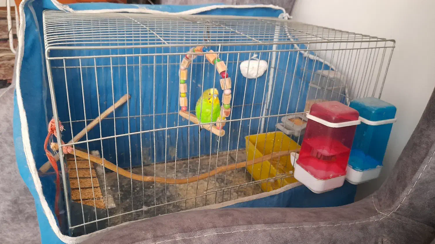 مرغ عشق نر بالغ|پرنده|فردیس, نگارستان|دیوار