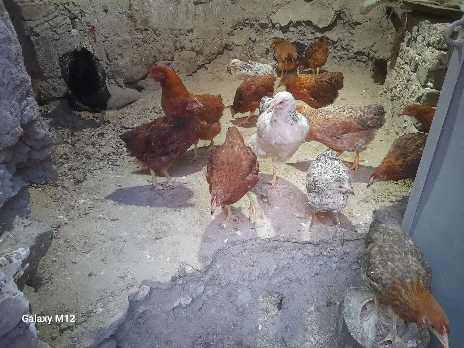 مرغ و خروس محلی|حیوانات مزرعه|هفدر, |دیوار