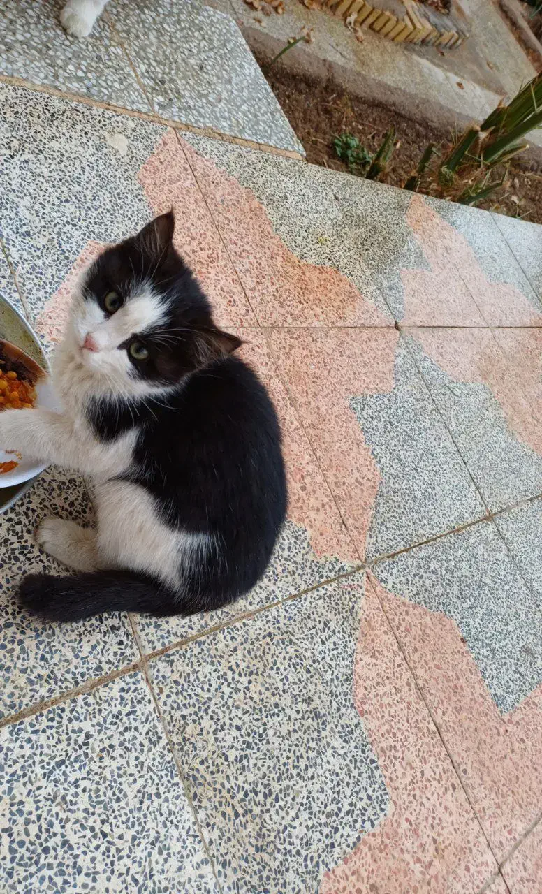 بچه گربه خونگی ملوس|گربه|میبد, |دیوار