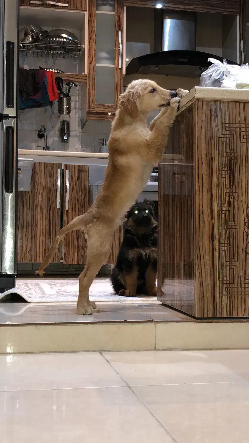 گلدن رتریور دارچینی|سگ|اردبیل, |دیوار