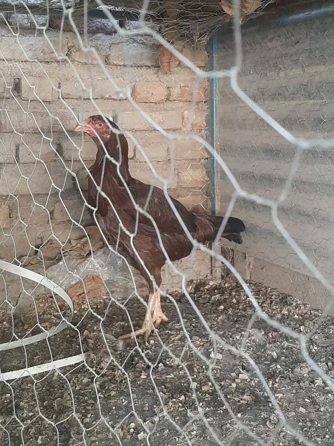 مرغ لاری|حیوانات مزرعه|انبارآلوم, |دیوار