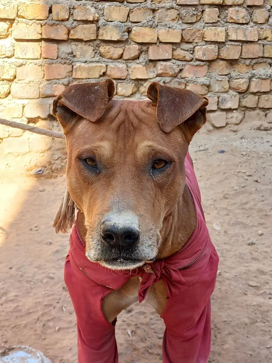 واگزاری سگ پیتبول|سگ|خضر آباد, |دیوار