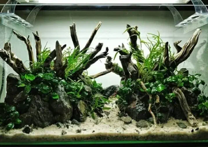 نصب وراه اندازی وسرویس آکواریوم|ماهی|کرج, عظیمیه|دیوار