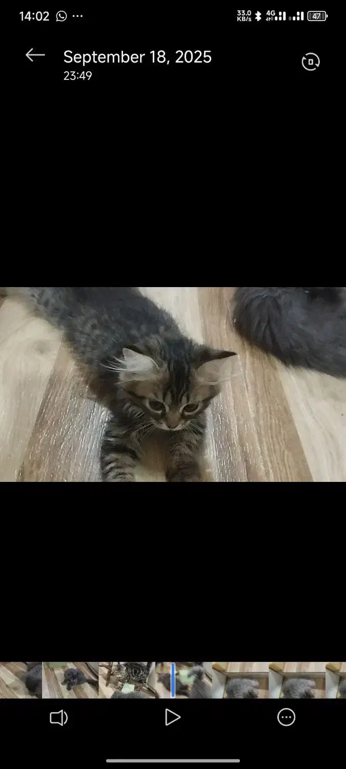 واگذاری گربه|گربه|کهریزک, |دیوار