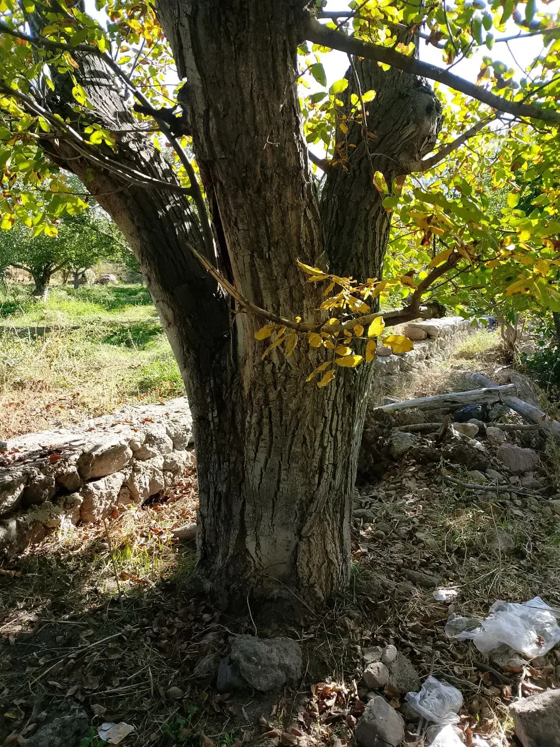 فروش درخت گردو ی بزرگ به قیمت پیشنهادی شما|مصالح و تجهیزات ساختمان|مشگین شهر, |دیوار