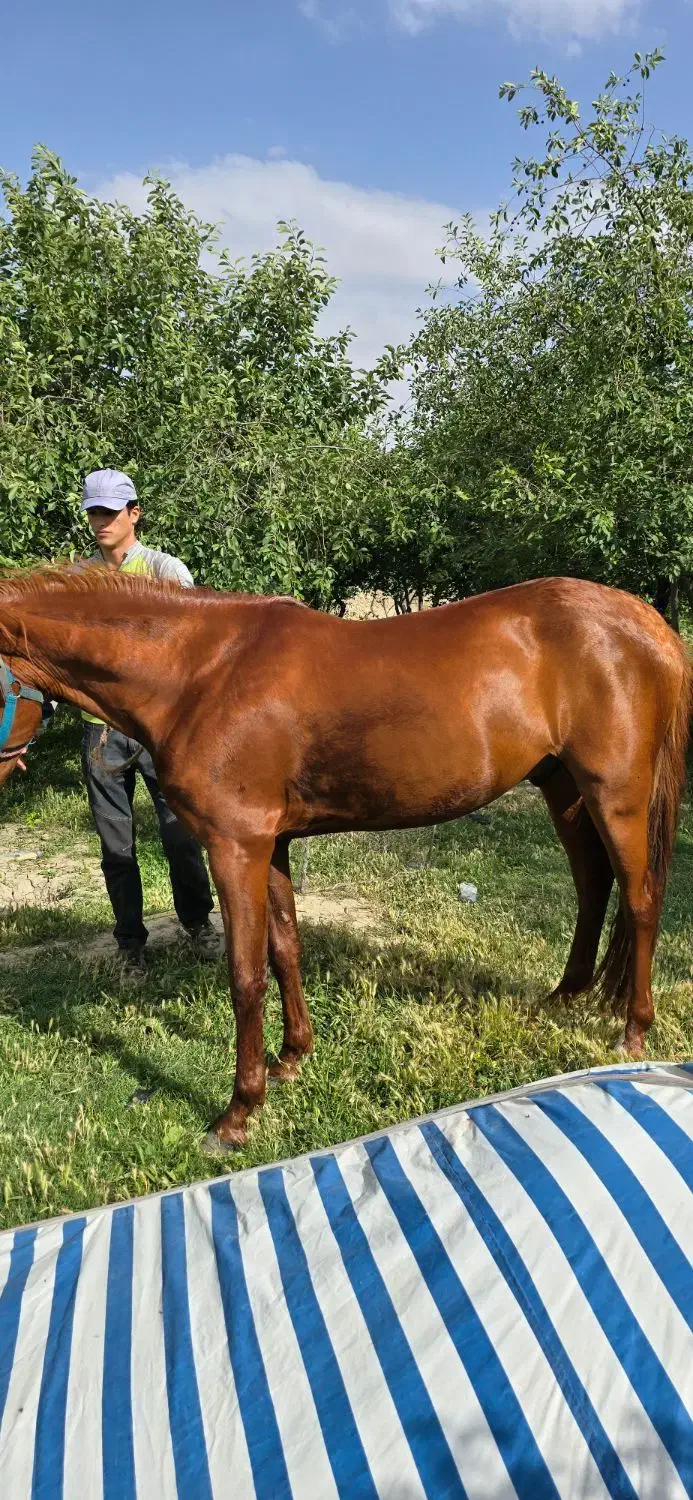 اسب|اسب و تجهیزات اسبسواری|شیروان (خراسان), |دیوار