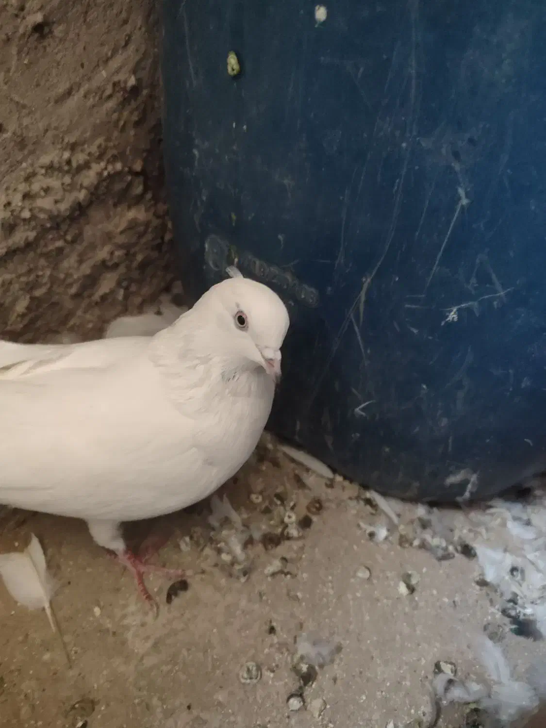 جفت سفید|پرنده|ایرانشهر, |دیوار