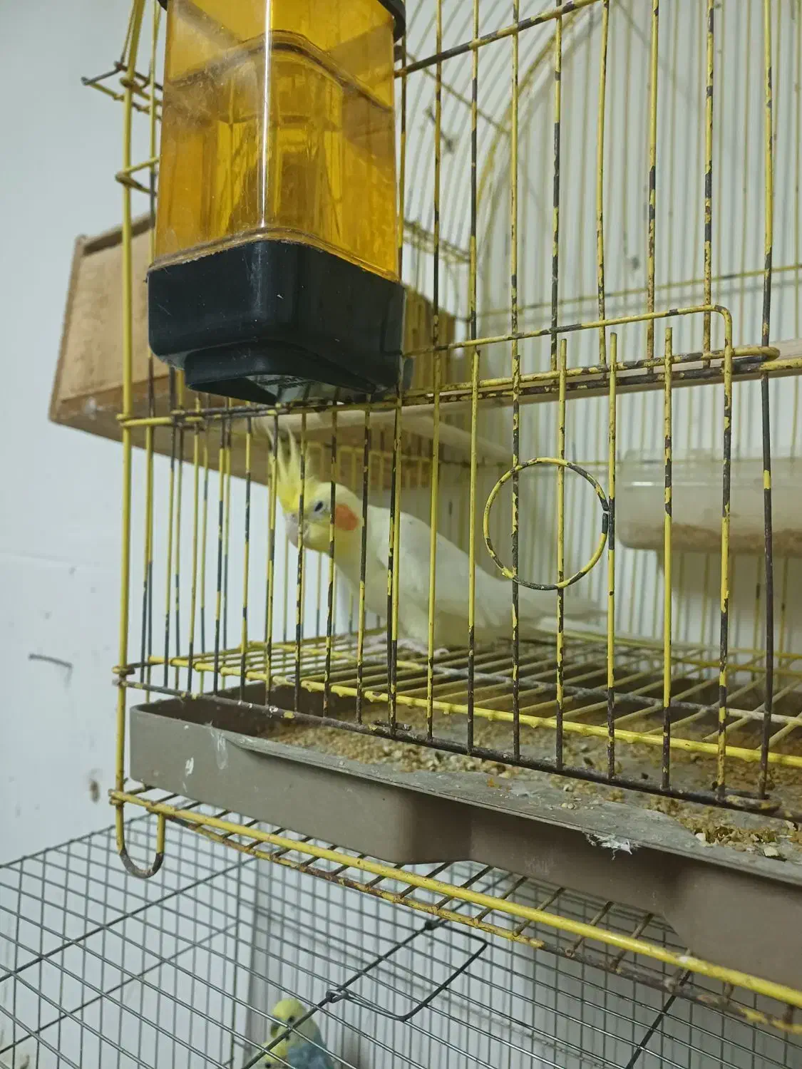 عروس معاوضه|پرنده|رشت, کوی فکوری|دیوار