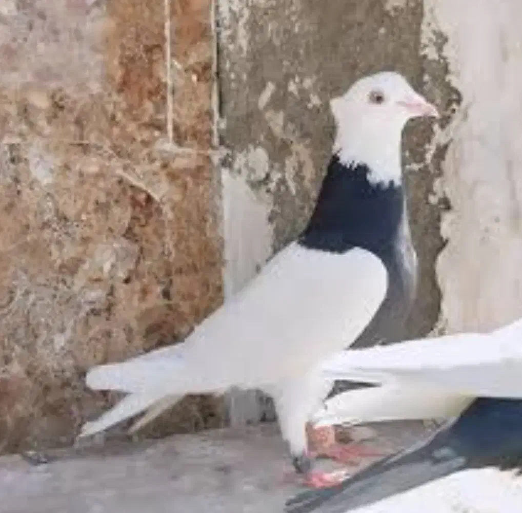 کفتر طوقی ۲۵ عدد تکی جفتی|پرنده|زاوه, |دیوار