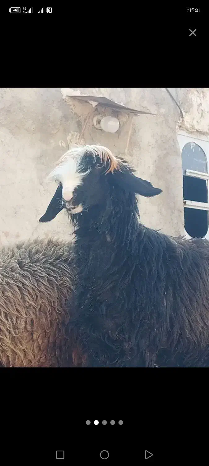 فروش میش داشتی|حیوانات مزرعه|حسن آباد, |دیوار