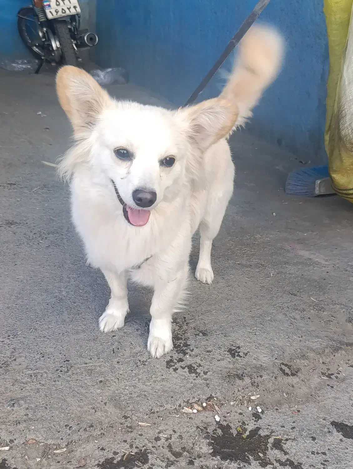 واگذاری|سگ|خمین, |دیوار