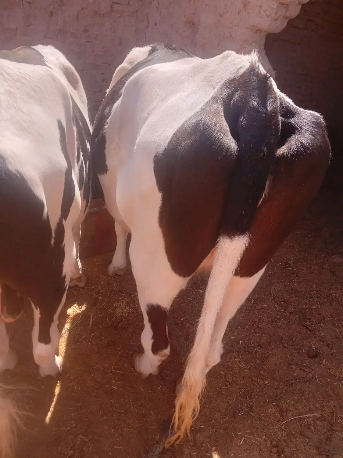 دو تا گاو نر و ماده|حیوانات مزرعه|مهرستان, |دیوار