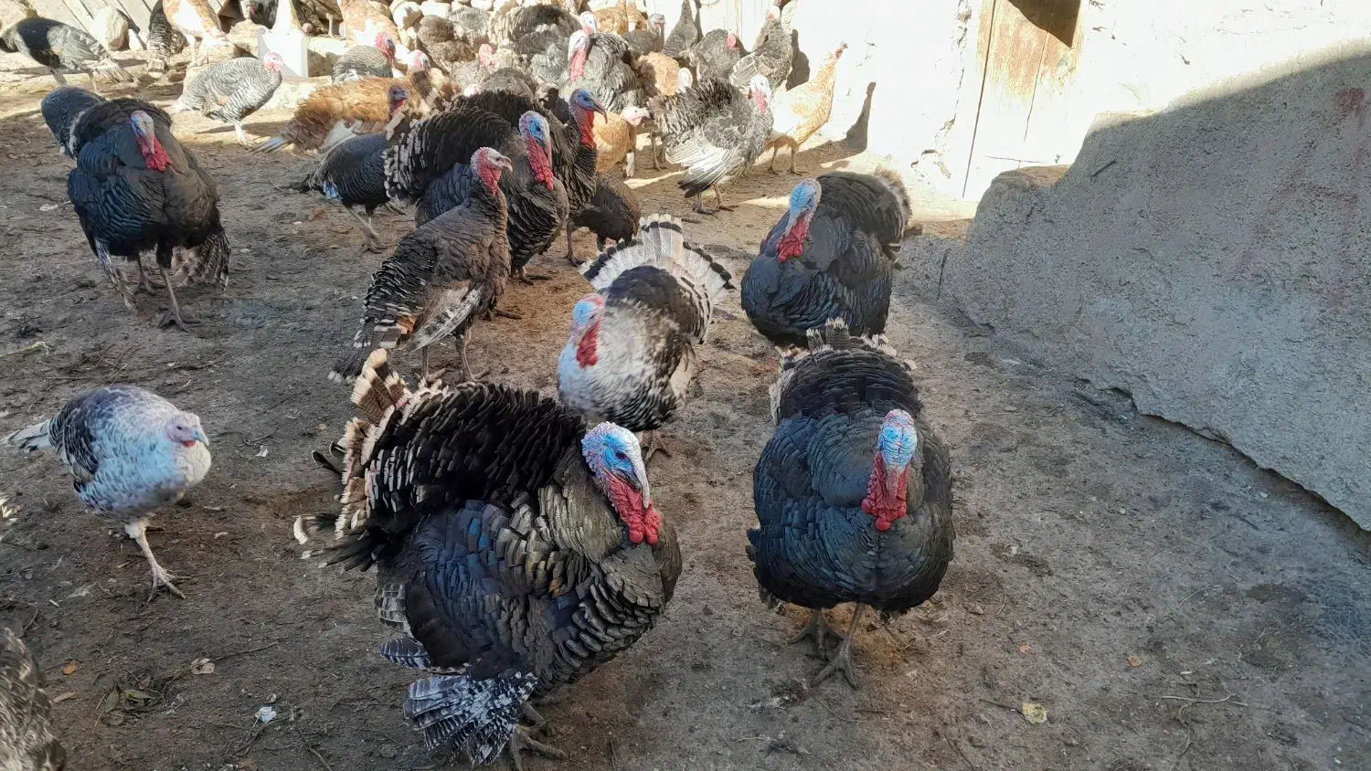 بوقلمون طبیعی|حیوانات مزرعه|مشگین شهر, |دیوار