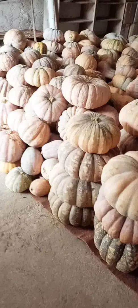 کدو انجیری بهاره|خوردنی و آشامیدنی|ضیابر, |دیوار