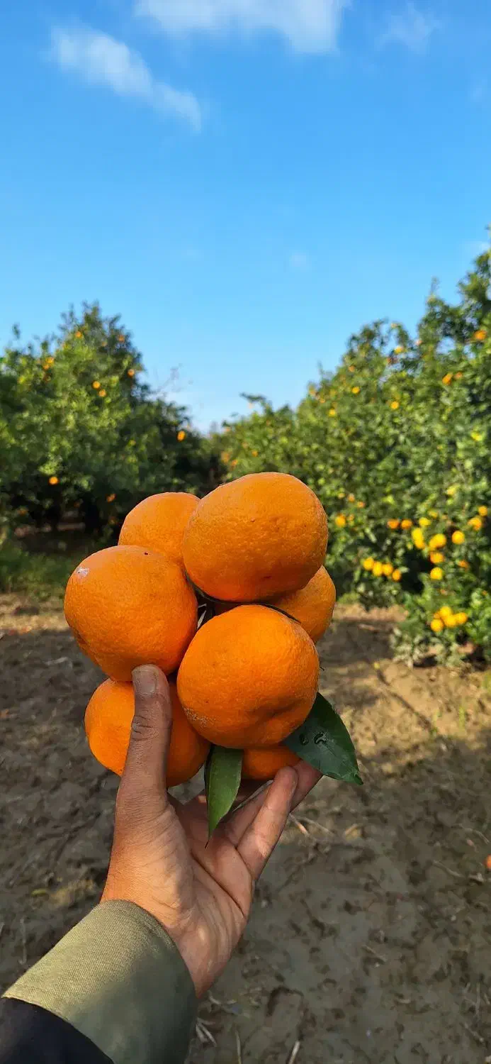 فروش سر درختی باغ پرتقال و نارنگی و پچ|فروش دفتر صنعتی، کشاورزی، تجاری|نوکنده, |دیوار