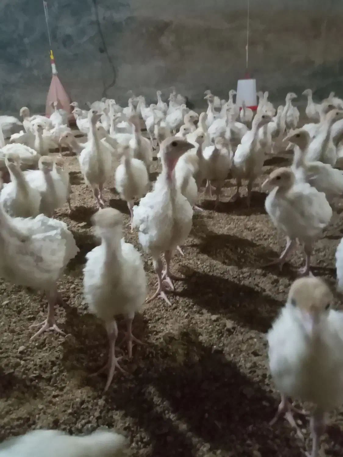 جوجه بوقلمون بیوتی|حیوانات مزرعه|مشگین شهر, |دیوار