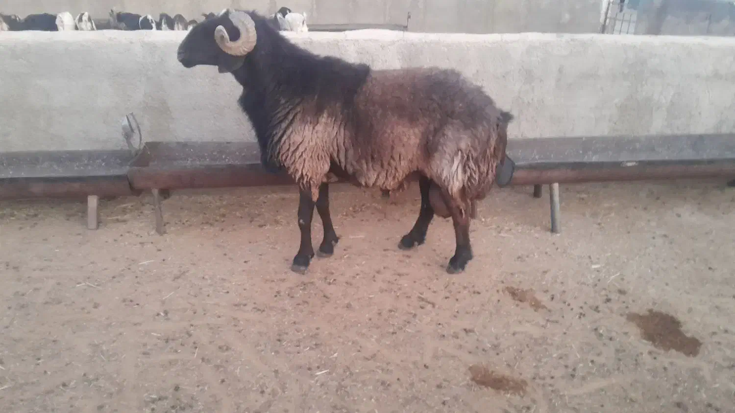 قوچ داشتی|حیوانات مزرعه|شیراز, علی آباد|دیوار