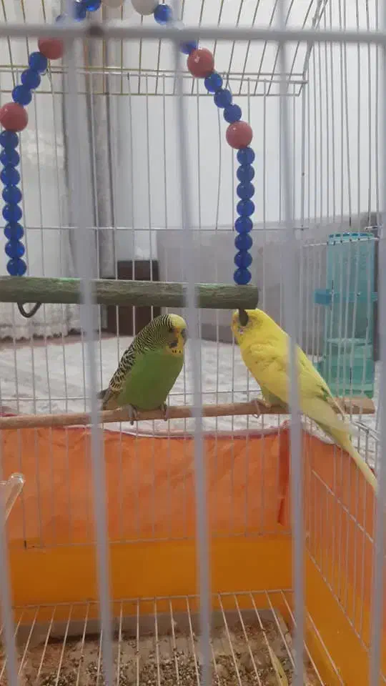 قفس|لوازم جانبی حیوانات|صومعهسرا, |دیوار